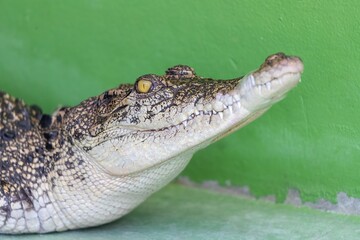Close-Up of Crocodile Resting Against Vibrant Green Background