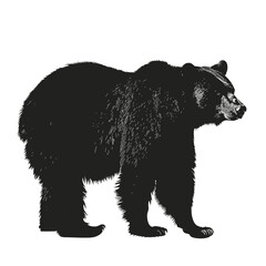 Fototapeta premium Silhouette of a large bear standing on all fours in a side profile view.