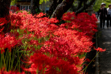 神社の参道に咲く赤い彼岸花