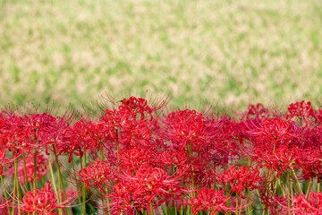 農地に咲く彼岸花
