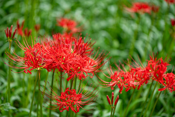 緑背景の赤い彼岸花