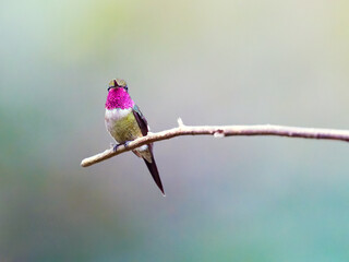 Amethyst Woodstar hummingbird