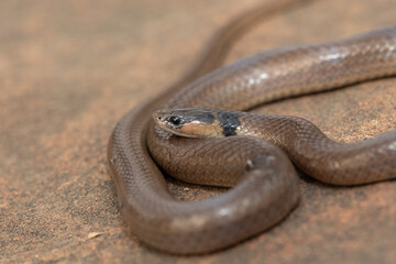 A beautiful Black-headed Centipede-eater (Aparallactus capensis), also known as a Cape centipede-eater, in the wild