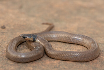 A beautiful Black-headed Centipede-eater (Aparallactus capensis), also known as a Cape centipede-eater, in the wild