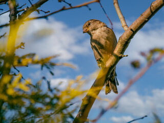 House sparrow perching