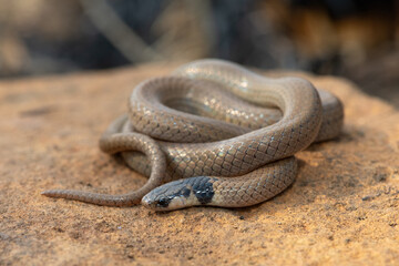 A beautiful Black-headed Centipede-eater (Aparallactus capensis), also known as a Cape centipede-eater, in the wild