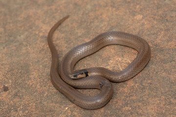 A beautiful Black-headed Centipede-eater (Aparallactus capensis), also known as a Cape...