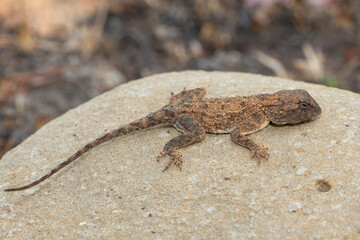 Cute Eastern Ground Agama (Agama aculeata distanti) on a rock in a grassland