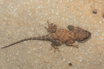 Cute Eastern Ground Agama (Agama aculeata distanti) on a rock in a grassland
