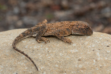Cute Eastern Ground Agama (Agama aculeata distanti) on a rock in a grassland