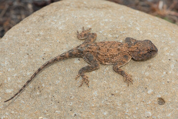 Cute Eastern Ground Agama (Agama aculeata distanti) on a rock in a grassland