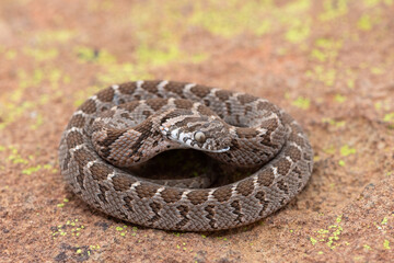 Rhombic egg eater (Dasypeltis scabra), also known as a common egg eater, or egg-eating snake, displaying defensiveness in the wild