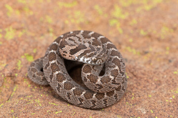Rhombic egg eater (Dasypeltis scabra), also known as a common egg eater, or egg-eating snake, displaying defensiveness in the wild