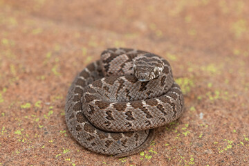Rhombic egg eater (Dasypeltis scabra), also known as a common egg eater, or egg-eating snake, displaying defensiveness in the wild