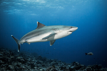 Silvertip shark, French Polynesia