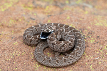 Rhombic egg eater (Dasypeltis scabra), also known as a common egg eater, or egg-eating snake, displaying defensiveness in the wild