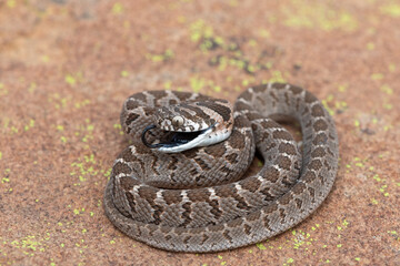 Rhombic egg eater (Dasypeltis scabra), also known as a common egg eater, or egg-eating snake, displaying defensiveness in the wild