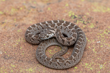 Rhombic egg eater (Dasypeltis scabra), also known as a common egg eater, or egg-eating snake, displaying defensiveness in the wild