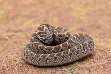 Rhombic egg eater (Dasypeltis scabra), also known as a common egg eater, or egg-eating snake,...