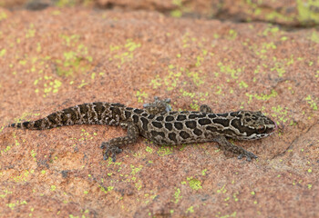 Fototapeta premium A beautiful Spotted Thick-toed Gecko (Pachydactylus maculatus) on a large rock in the wild
