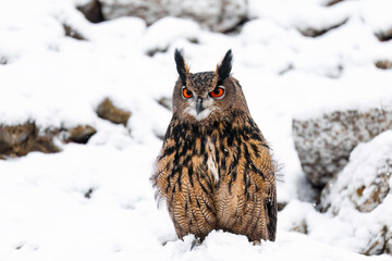 Fluffy owl in winter. Eurasian eagle owl, Bubo bubo, perched on snowy rock in snowfall. Beautiful large owl with orange eyes. Wildlife winter nature. Hunting bird in rocky area. Owl in natural habitat