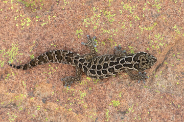 A beautiful Spotted Thick-toed Gecko (Pachydactylus maculatus) on a large rock in the wild