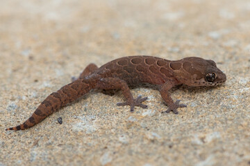 A beautiful Spotted Thick-toed Gecko (Pachydactylus maculatus) on a large rock in the wild