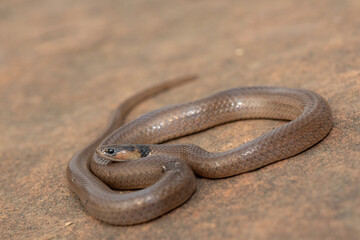 A beautiful Black-headed Centipede-eater (Aparallactus capensis), also known as a Cape centipede-eater, in the wild