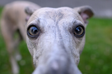Whippet dog portrait outdoors with grass background.