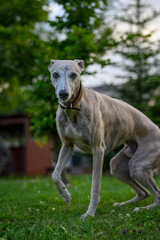 Dog whippet gray outside on the lawn.