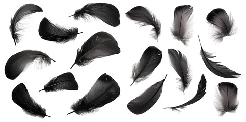Collection of black feathers in different sizes and shapes isolated on transparent background