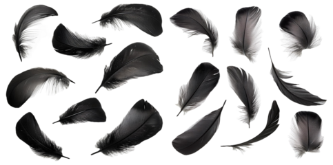 Collection of black feathers in different sizes and shapes isolated on transparent background