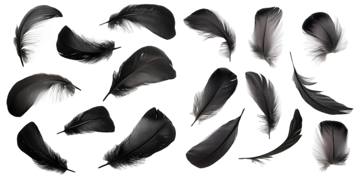 Collection of black feathers in different sizes and shapes isolated on transparent background