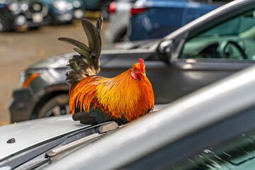 Wild rooster sitting on a car, Hawaii © Olga