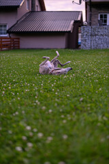 A whippet dog is rolling on the lawn.