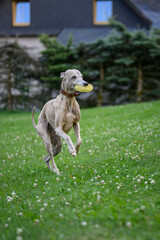 A whippet dog plays with a rubber ring.