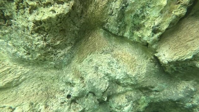 debajo del agua en paisaje natural tropical, manantial de aguas cristalinas