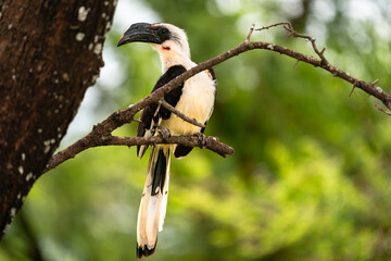 Von Der Decken's Hornbill, Tarangire National Park, Tanzania