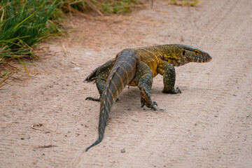 Monitor Lizard in Dirt Road, Tarangire National Park, Tanzania