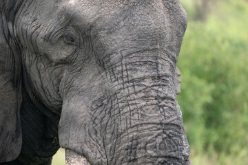 Fototapeta premium Close Up of Elephant Face, Tanzania 