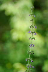 Purple Migraine flowers and green stem.