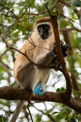 Vervet Monkey With Blue Scrotum, Tarangire National Park, Tanzania