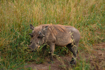 Common Warthog, Tarangire National Park, Tanzania