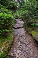 Obraz premium Stones on the forest path in the forest.