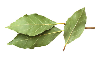 Obraz premium Bay leaf isolated on white background