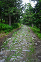 Stones on the forest path in the forest.