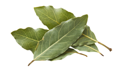 Bay leaf isolated on white background