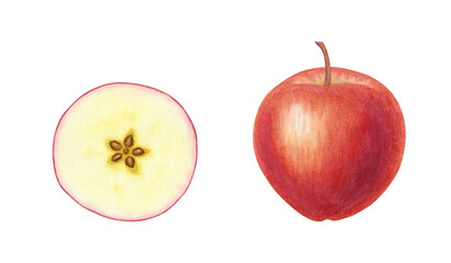 Set of cut in half and whole red apples on isolated background. Beautiful juicy ripe fruits. Sweet organic healthy food. Hand drawn watercolor botanical illustration. Clip art for design, cards