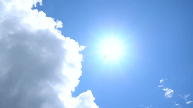 太陽と鳥　トビ