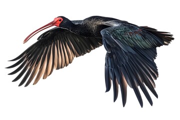 Northern Bald Ibis Hermit Bird Flying on White Background, Photo Realistic, Wallpaper, Cover and Screen for Smartphone, Cell Phone, Computer, Laptop, 9:16 and 16:9 Format